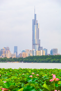 荷花丛夏天南京紫峰大厦