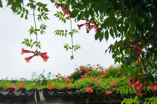 夏天红色凌霄花特写