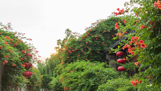 夏天红色凌霄花特写