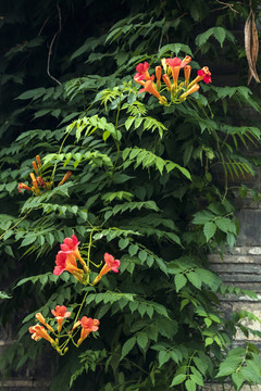 夏日凌霄花花卉