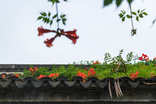 夏日凌霄花花卉