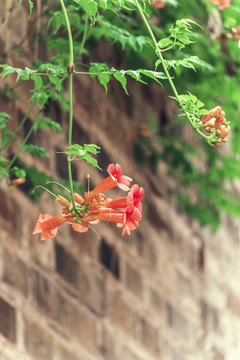 老门东夏天凌霄花盛开