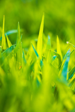 绿色植物小草草坪背景