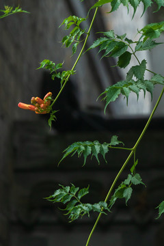 古建筑老门东凌霄花开