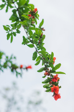 石榴花开夏季花卉