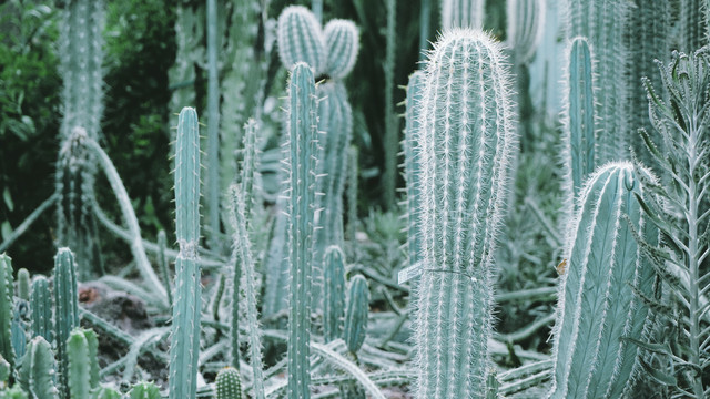 植物园仙人掌群