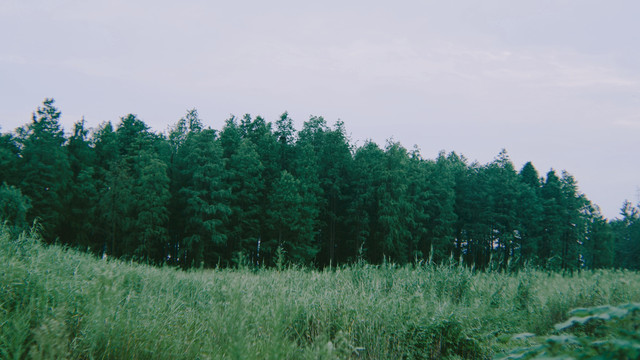 树林森林夏季绿色风景