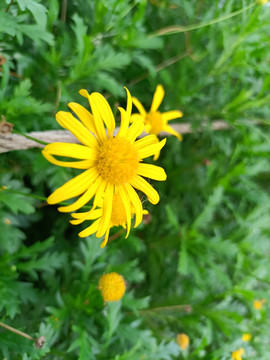 黄色小野菊花