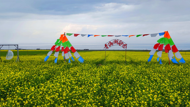 青海湖草原