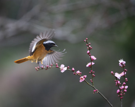 蜂鸟