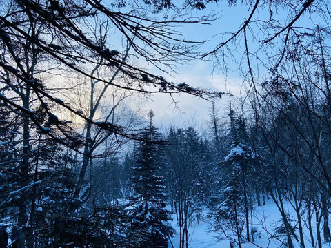 雪山冬季树林东北冬季