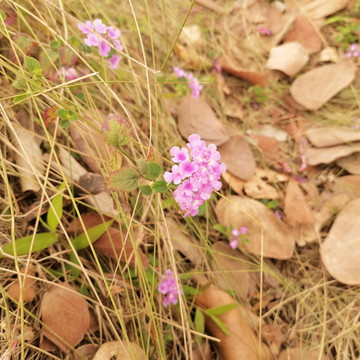 野花芳草