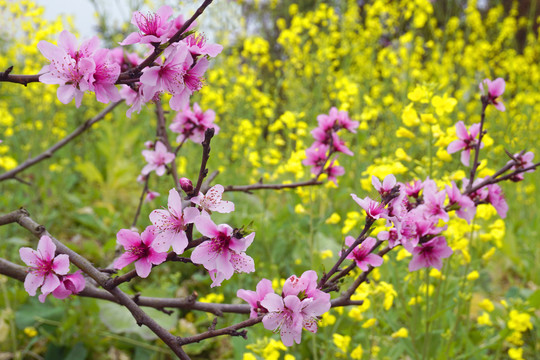 盛开的桃花和田园油菜花