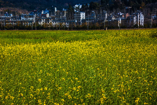 新农村油菜花田园