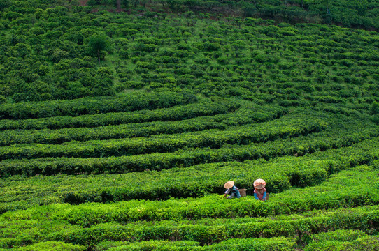 茶山采茶