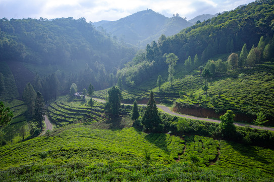 生态茶山