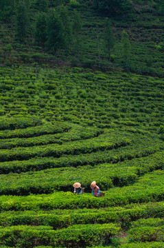 茶山采茶