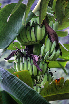 树上的青香蕉