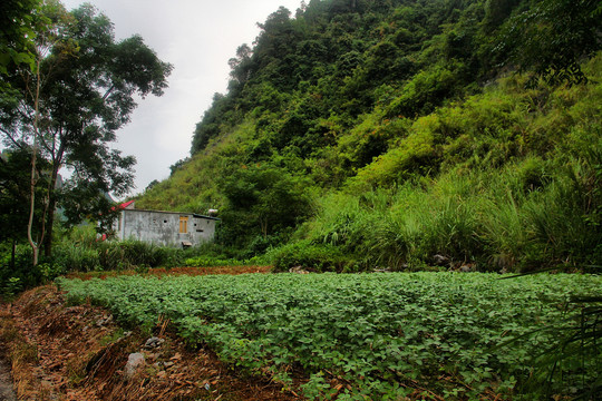 骨屯村