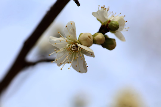 梅花