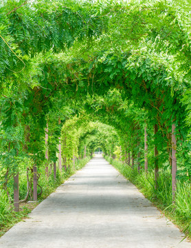 绿植隧道