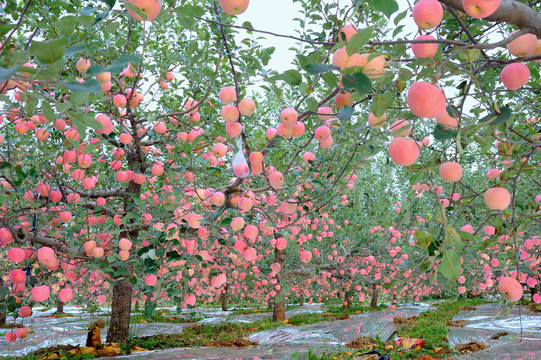 烟台苹果