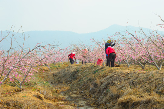 种桃树的农民