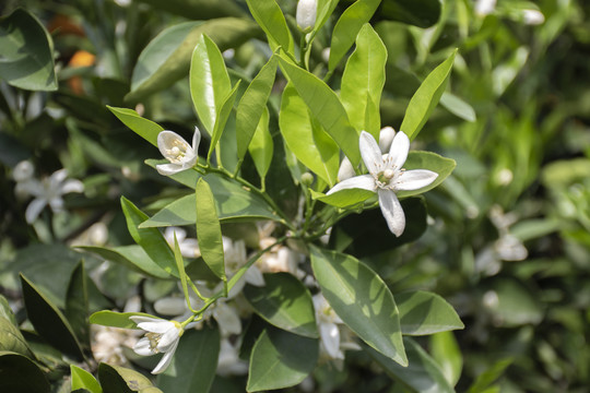 花果同枝