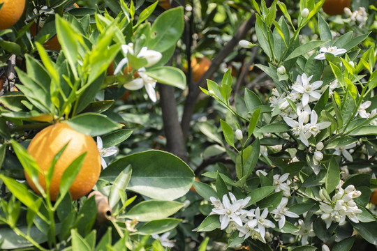 花果同枝