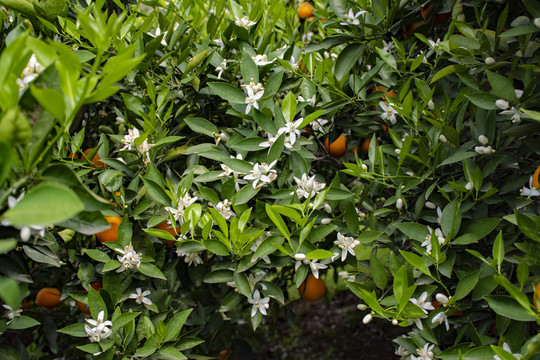 花果同枝