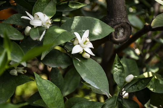 花果同枝