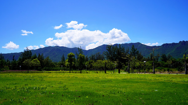 夏日深圳坝光银叶树湿地园