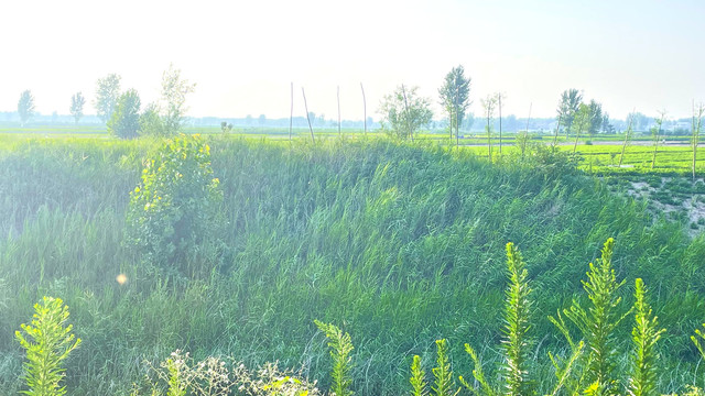 河边湿地