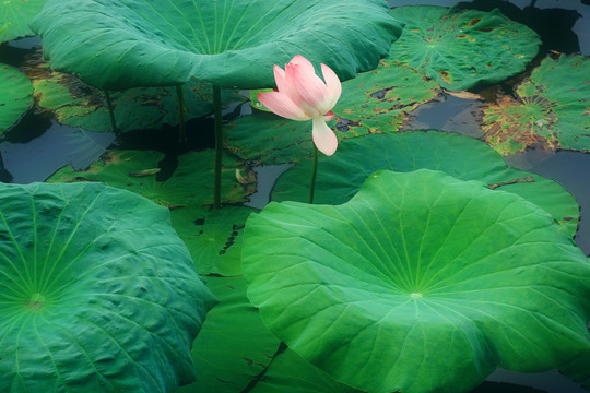 夏季荷花池荷花盛开