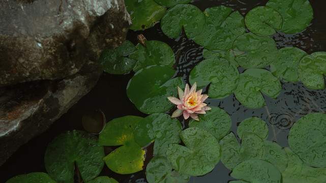 夏日荷花池睡莲盛开