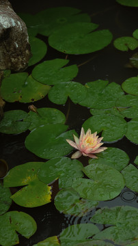 夏日荷花池睡莲盛开