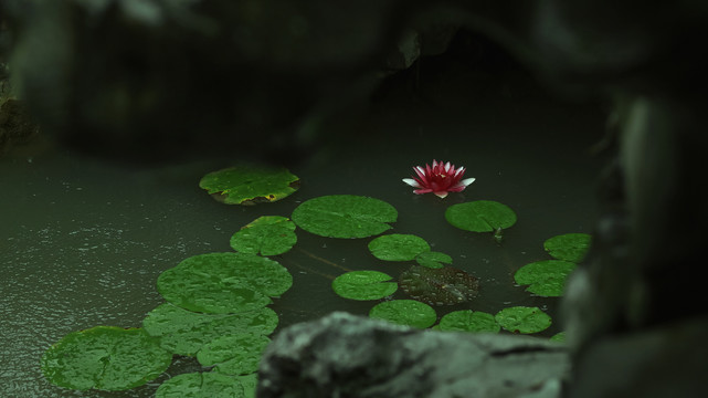 夏季荷花池睡莲绽放