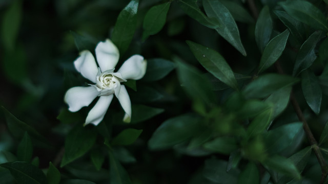 夏天花朵栀子花盛开