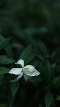 夏天花朵栀子花盛开