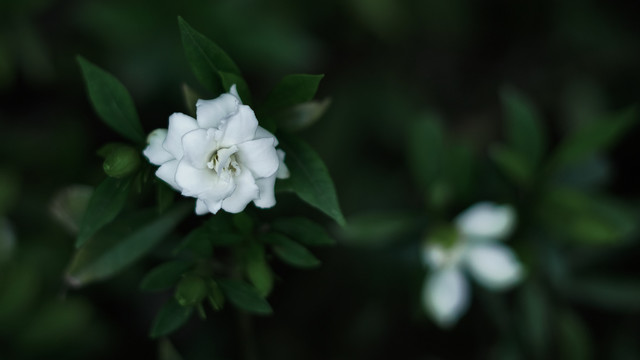 夏天花朵栀子花盛开