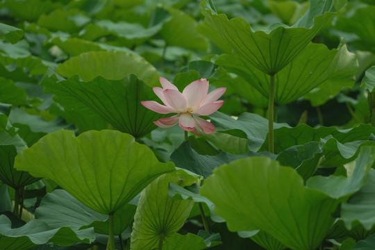 夏天荷花池大片荷花