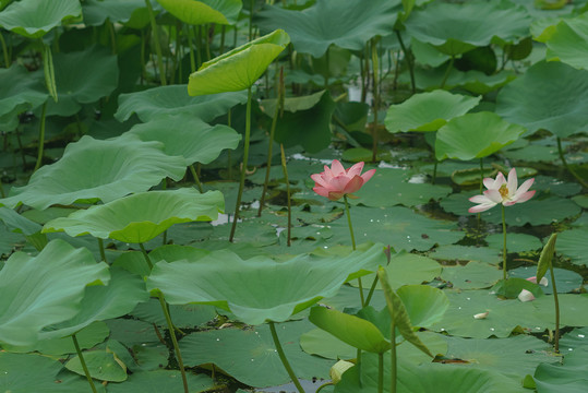 荷花池荷花盛放夏天风景