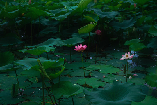 荷花池荷花盛放夏天风景