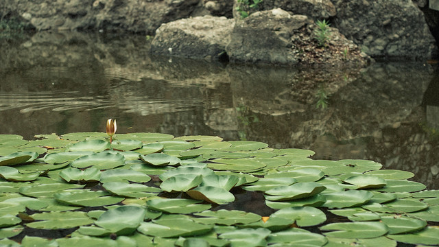 夏日池塘里的睡莲