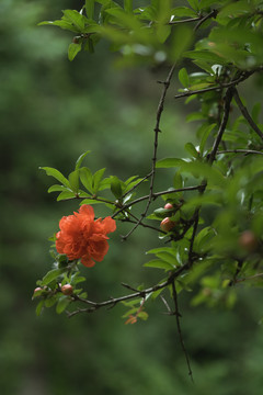 夏天石榴树枝花开