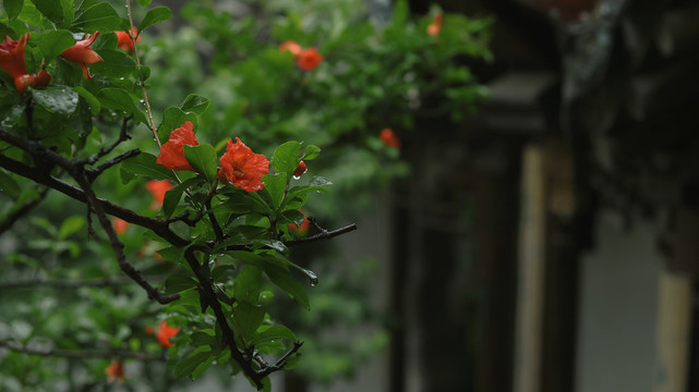 石榴花开夏季花卉