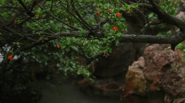 古风园林石榴花盛开