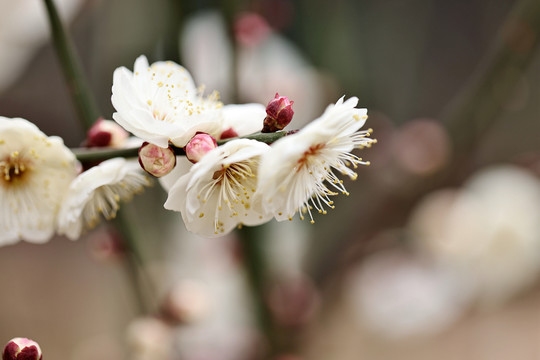 梅花