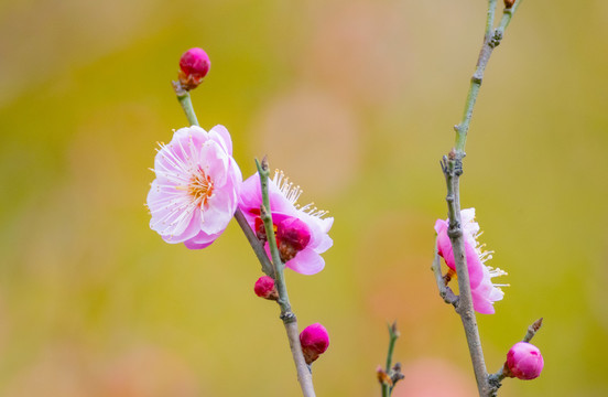 粉色梅花