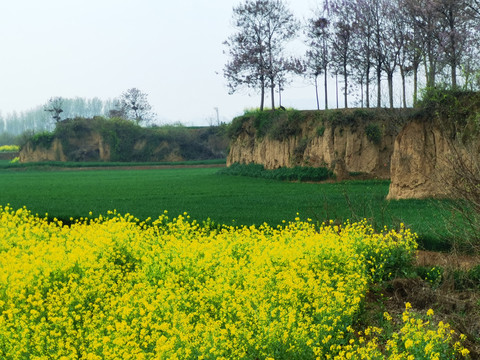 油菜花